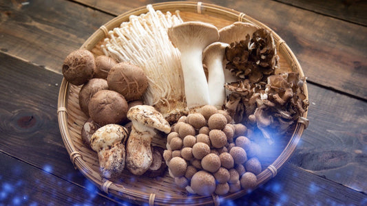 How do mushrooms support our Immune system?